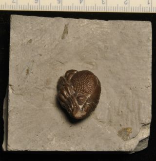 Fossil Trilobite - Eldredgeops Crassituberculata From Ohio