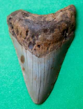 3.  2 Inch Megalodon Era Fossil Sharks Tooth Teeth Relative Of Great White