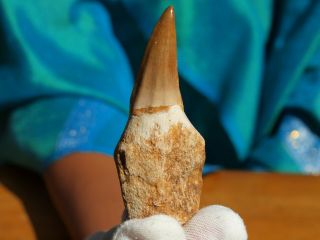 Large Authentic Mosasaur Dinosaur Tooth Fossil With Full Root Matrix 3.  0 " Inches