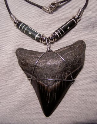2 5/8 Megalodon Shark Tooth Teeth Fossil Necklace Huge Fossil Jaw Jewelry Diver