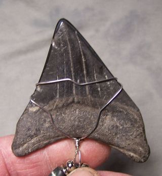 2 5/8 MEGALODON SHARK TOOTH TEETH FOSSIL NECKLACE HUGE FOSSIL JAW JEWELRY DIVER 2