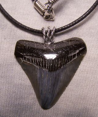 1 7/16 Megalodon Shark Tooth Teeth Wireless Pendant Fossil Necklace Jaw Scuba