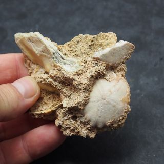 Echinoid In Stone Rotuloidea Fimbriata Fossil Natural Sea Urchin Fossilien