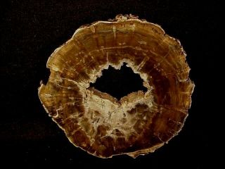 Rw Zimbabwe,  Africa " Petrified Wood Round " Woodworthia With Crystal Center