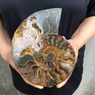 1.  3lb Natural Ammonite Disc Fossil Conch Specimen Healing Madagascar 7.  4 " Tqs08