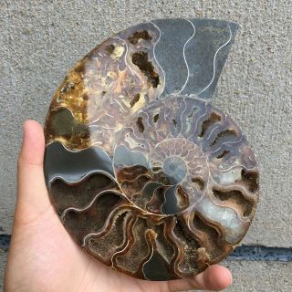 1.  3LB Natural Ammonite Disc Fossil Conch Specimen Healing Madagascar 7.  4 