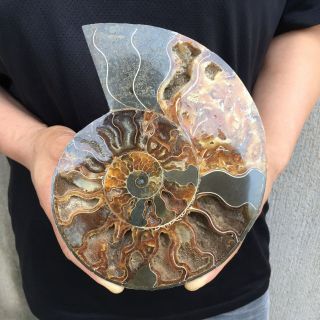 1.  4lb Natural Ammonite Disc Fossil Conch Specimen Healing Madagascar 7.  4 " Tqs07