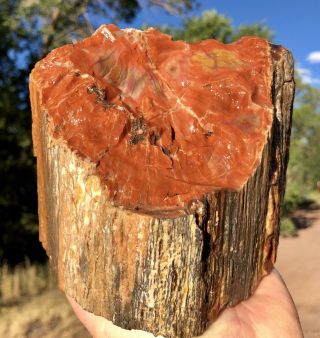 Reilly’s Rocks: Arizona Rainbow Petrified Wood,  4.  75 Lbs