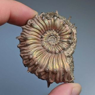 5,  1 Cm (2 In) Ammonite Kosmoceras Pyrite Jurassic Russia Fossil Ammonit