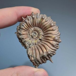 5,  1 cm (2 in) Ammonite Kosmoceras pyrite jurassic Russia fossil ammonit 2