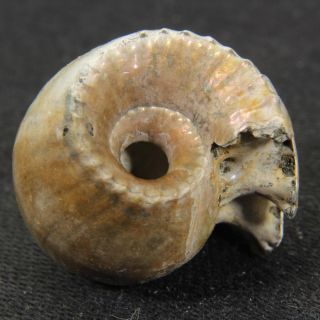 0.  8in/2cm Nacre Pyritized Ammonite Erymnoceras Jurassic Callovian Fossil Russia