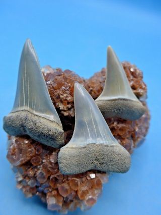 3 Phenomenal Fossil Mako (isurus Hastalis) Megalodon - Shark Era Shark Teeth