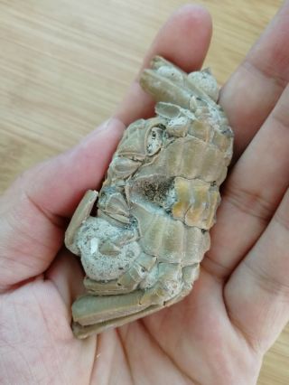 Rare preciou Crab Fossil specimen Madagascar AD64 2