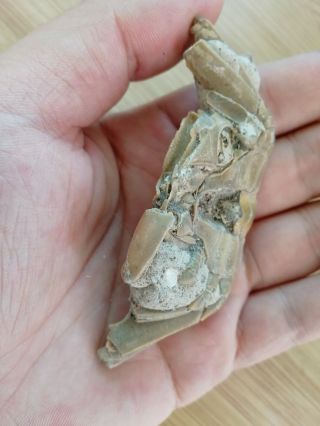 Rare preciou Crab Fossil specimen Madagascar AD64 3