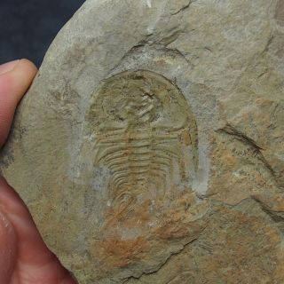 Trilobite Olenellus (olenellus) Gilberti Cambrian Fossiles Trilobiten Usa