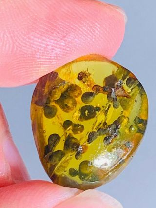 Unknown Bug&plant Spore Burmite Myanmar Burmese Amber Insect Fossil Dinosaur Age