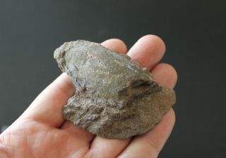 Fossil Jawless Fish Agnatha Ostracoderms Devonian Ukraine