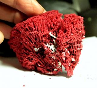 Red Pipe Organ Coral,  Phillipine Sea 177.  18ct.  1.  25oz,  86x53x43mm,  Co - A42b