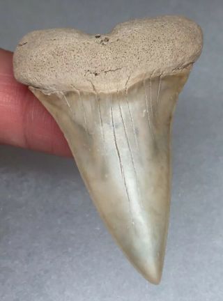 Gainesville Mako Shark Tooth Fossil Sharks Teeth Megalodon Bone Valley Era Gem