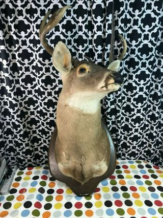 Vintage 1980s 8 Point Buck Whitetail Deer Head Shoulder Mount Taxidermy Trophy