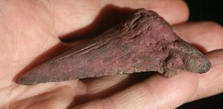 Fossil Auriculatus Shark Tooth 3 1/4 " Santa Fe River Florida Fossilized
