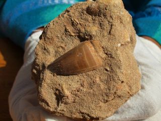 Mosasaur Dinosaur Tooth Fossil With Other Fossils In The Matrix