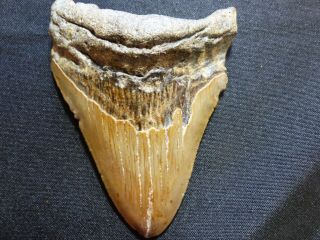4 1/8 " Megalodon Shark Tooth Fossil (l1 - 4.  133 " L2 - 3.  94 " W - 3.  00 ")