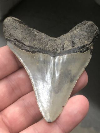 3 Huge 3 1/8 " Megalodon Giant Shark Tooth Teeth Extinct Fossil Megladon