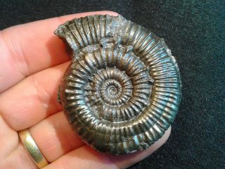 French Pyrite Ammonite - - Porpoceras Vortex - - 52mm - - Jurassic