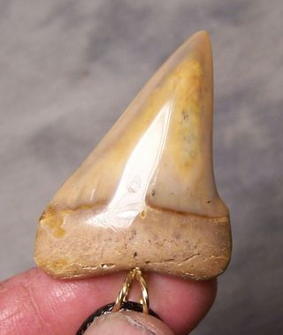 1 3/4 " Mako Shark Tooth Teeth Megalodon Wireless Pendant Fossil Necklace Jaw