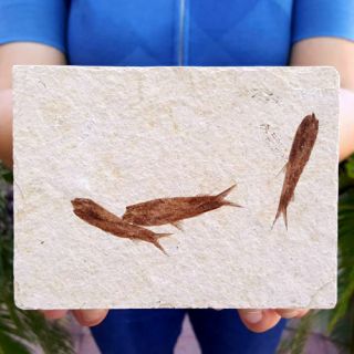 Spectacular 5 1/2 Inch Fifty Million Year Old Multi Fossil Fish Plate Knightia