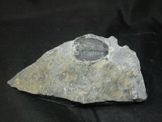 Large Elrathia Trilobite Fossil From Utah In Matrix.  Plus 2 More On Backside