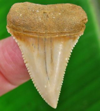 Quality Chilean Fossil Great White Shark Tooth Chile Not Megalodon Teeth