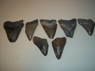 Megalodon Shark Teeth From Bone Valley Florida