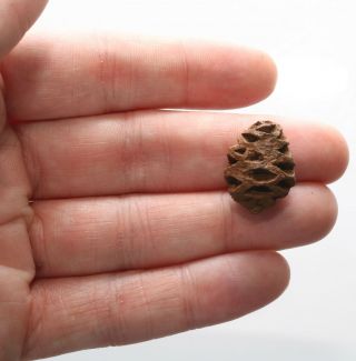 Meta Sequoia Pine Cone - Dinosaur Age Fossil - Hell Creek Cretaceous One Of Kind