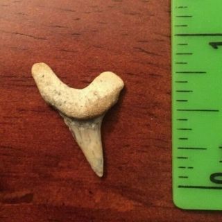 Cretoxyrhina Mantelli Ginsu Shark Tooth Texas Fossil Cretaceous Pre Megalodon