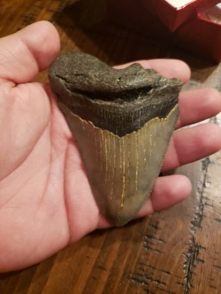 Megalodon Shark Tooth 4 In.  Real Fossil - Serrated - No Restorations