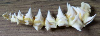 46 Group Lower Nature Modern Great White Shark Tooth (teeth)