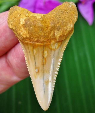 Authentic Chilean Fossil Great White Shark Tooth Chile Not Megalodon Teeth