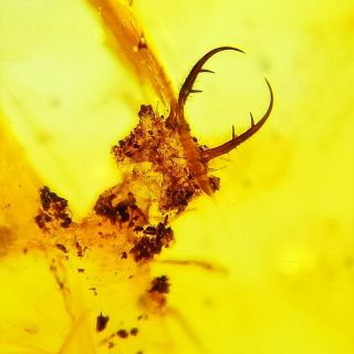 Very Rare Fly Larva In Burmite Insect Fossil Amber From Myanmar M4v0