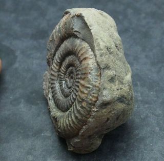 64mm Dactylioceras Commune Ammonite Pos/neg Fossil Jurassic Fossilien Ammoniten