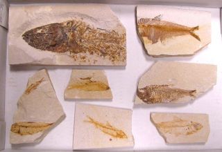 Extinctions - Flat Of 7 Fossil Fish Plates 3 Diff Types -