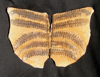 Extinctions - Unique Split Pair Fossil Ferns,  Mazon Creek - Looks Like A Butterfly