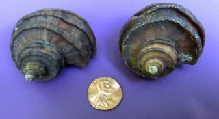 Ecphora Gardnerae Sea Shell Maryland State Fossil Megalodon Era