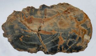 Two,  Polished Utah Petrified Wood Specimens - Round And Branch