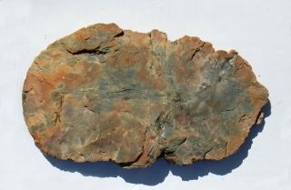 Two,  Polished Utah Petrified Wood Specimens - Round and Branch 2
