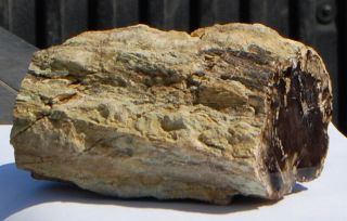 Two,  Polished Utah Petrified Wood Specimens - Round and Branch 3