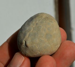 Fossil Echinoid Sea Urchin Seeigel Oursin Erizo Paleocene Ovulaster Bulgaria D16