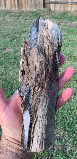 9.  5 " X3 " Texas Petrified Wood Oak Branch Fossil Natural Display Piece
