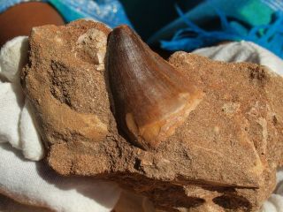 Mosasaur Dinosaur Tooth Fossil With Other Fossils In The Matrix 4.  25 " Inches